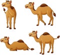 Set of camel cartoon character