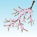 Branch with pink blossoms and flower butts