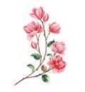 Beautiful watercolor magnolia blossom branches on white background