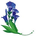 Vector corner bouquet of outline blue Gentiana or trumpet Gentian flower, bud and green leaf isolated on white background.