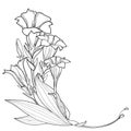 Vector corner bouquet of outline Gentiana or trumpet Gentian flower, bud and leaf in black isolated on white background.