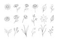 Flowers Sketch Collection with Line Art Style