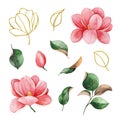 Magnolia flowers and leaves