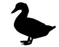 Duck silhouette isolated on white background Royalty Free Stock Photo