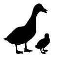 Duck and baby silhouette