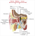parts and functions of the ear organ in humans Royalty Free Stock Photo