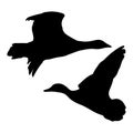 Wild goose silhouette isolated on white background