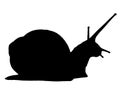 Snail silhouette isolated on white background