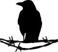 Crow on barbed wire silhouette Royalty Free Stock Photo