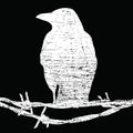 Crow on barbed wire silhouette -grunge texture Royalty Free Stock Photo