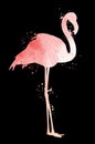 Watercolor flamingo silhouette Royalty Free Stock Photo