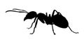 Ant silhouette isolated on white background