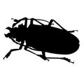 Beetle silhouette isolated on white background Royalty Free Stock Photo