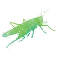 Grasshoper - watercolor texture on white background