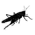 Grasshoper - grunge texture silhouette