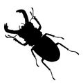 Rhinoceros beetle silhouette isolated on white background Royalty Free Stock Photo