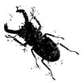 Rhinoceros beetle grunge silhouette isolated on white background Royalty Free Stock Photo