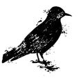 Bird grunge silhouette isolated on white background