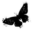 Butterfly grunge silhouette isolated on white background