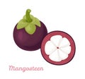 Mangosteen whole and half Isolated on white background. Vector illustration of tropical fruit