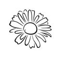 Daisy black-white outline illustration. Chamomile flower isolated. Royalty Free Stock Photo