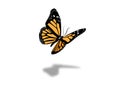 Monarch Butterfly vector illustration design