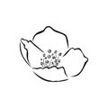 Jasmine flower black and white icon. Head of spring fragrant flower outline