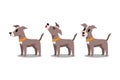 Set of vector cartoon character greyhound dog poses