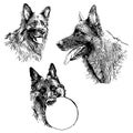 German Shepherd Dog vector outlines on white background, illustrations of various face.