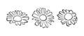 Daisy flowers set. Black and white silhouette, outline. Vector cartoon illustration of chamomile.