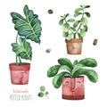 Watercolor potted plants set.