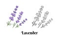 Lavender flowers isolated on white background. Three branches of fragrant plant.