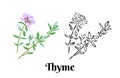 Thyme branch with flowers and leaves isolated on white background. Vector color illustration