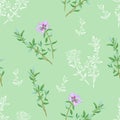 Thyme branches and flowers seamless pattern. Vector cartoon color illustration of Thyme herbs on green background. Royalty Free Stock Photo