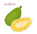 Jackfruit whole and half isolated on white background. Vector tropical fruit.