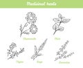 Medicinal herbs and flowers set. Black and white vector illustration isolated. Outline of chamomile, sage, mint, lavender and thym Royalty Free Stock Photo