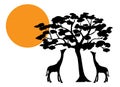 Giraffes silhouette on sunset, vector. Two giraffes silhouettes eating tree in nature, illustration. Royalty Free Stock Photo