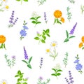 Wild healing herbs seamless pattern. Botanical floral background. Vector illustration of meadow flowers