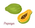 Papaya isolated on a white background. Vector illustration of tropical fruit whole and half Royalty Free Stock Photo