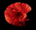 Beautiful abstract cubism red Siamese fighting fish