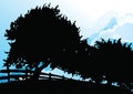 Silhouetted trees and fencing