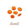 Red Lentil isolated on white background. Beans Icon. Vector illustration of legumes