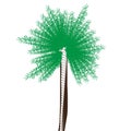 Palm tree isolated on white background, Summer vacation and nature travel adventure concept Royalty Free Stock Photo