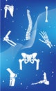 Medical infographic orthopedic anatomy. Abstract background with spine, pelvis, knee, foot, shoulder, elbow, hand, humerus bones a