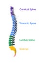 Medical orthopedic spine paper texture in the green-blue background.