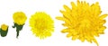 Taraxacum officinale yellow flower set, from small to bigger vector illustration Royalty Free Stock Photo