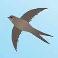 Common swift flying in the air