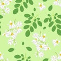 Moringa white flowers and green leaves seamless pattern. Vector illustration