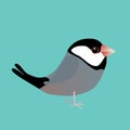 Cute java sparrow digital illustration Royalty Free Stock Photo