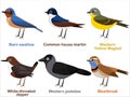 European bird cartoons - Barn swallow, House martin, Yellow Wagtail, White throated dipper, Western Jackdaw, Bluethroat